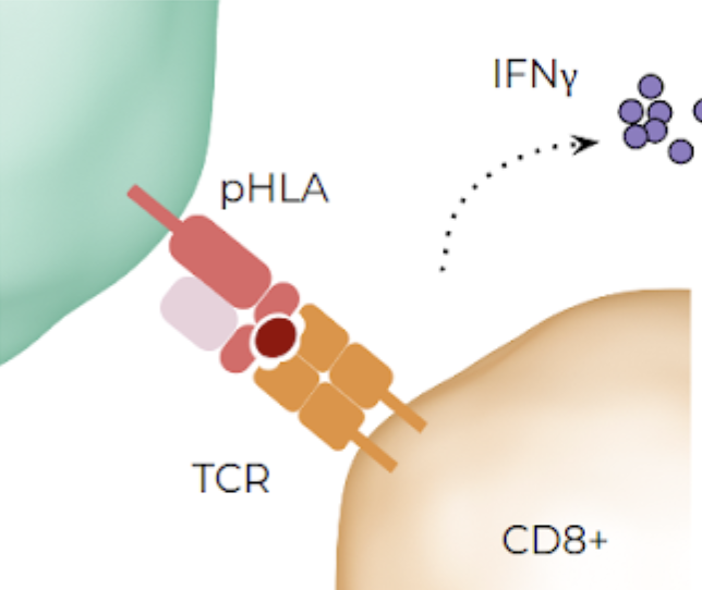 Peptide:TCR interaction